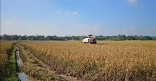 নেত্রকোণায় আমন ধানের বাম্পার ফলন, দাম কমে হতাশ কৃষক